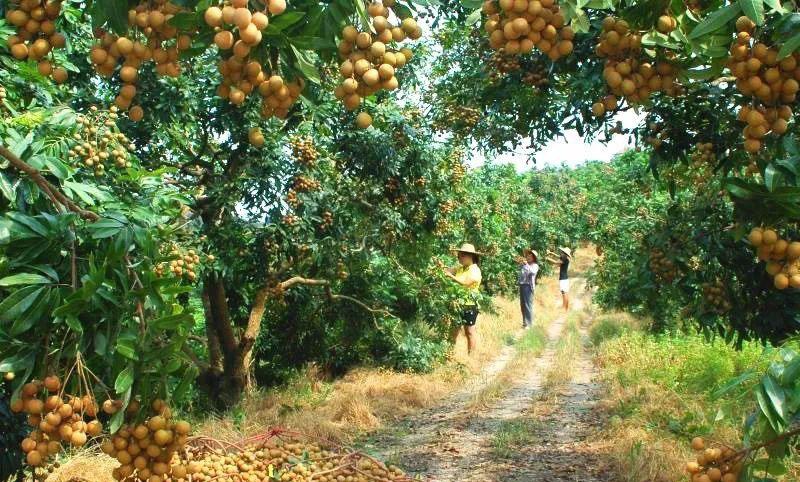 2020茂名高州龙眼文化节6月20日开幕