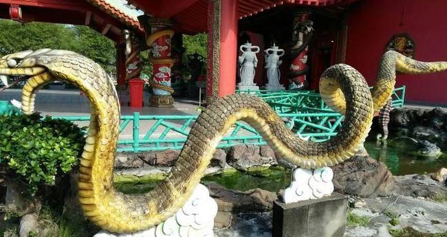 世上唯一的蛇庙寺内青蛇泛滥游客我们一点都不害怕