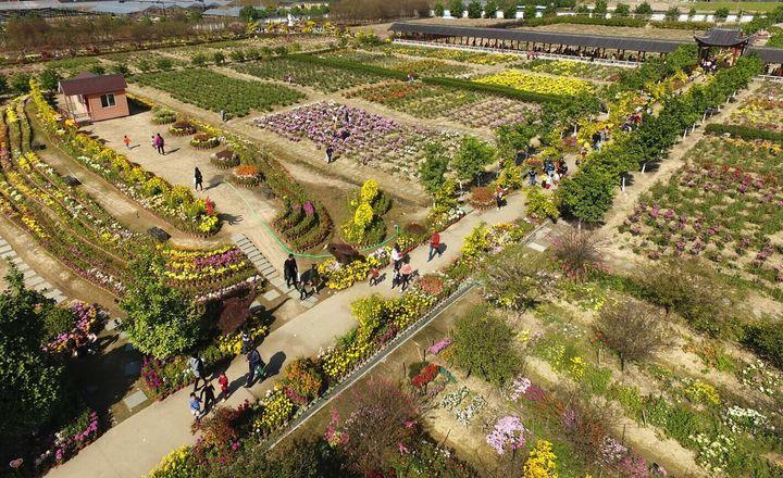 今天(11月9日),东阳市南马镇花园村百花园景点内,第六届菊花节正在如