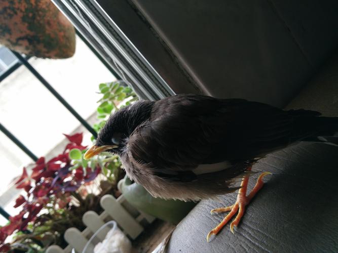 八哥最近有拉稀,但吃了食料之后大便又回复正常.