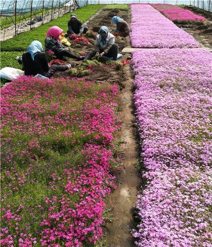 【】大量批发 宿根花卉 丛生福禄考 宿根福禄考 规格