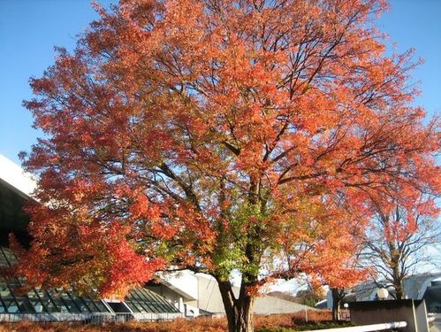 jpg (1600×1200) 三角枫