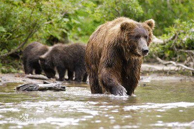 西伯利亚棕熊