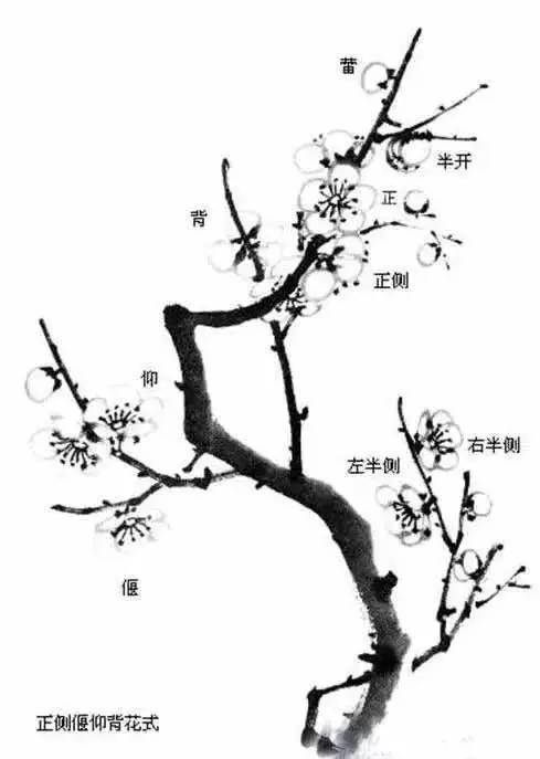 画画|铁骨之梅花的国画画法,简单易学!