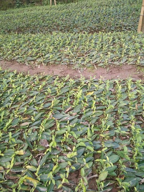 我扦插的茶苗,不长高,怎么回事,求各位大神帮忙解答下