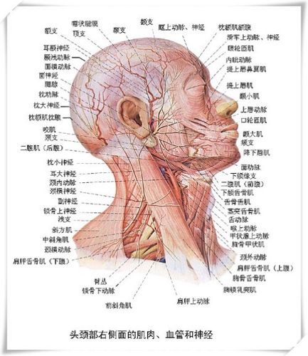 表面:耳大神经,下颌后静脉,面神经颈支 深面:颈内动,静脉,颈外动脉