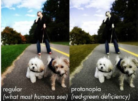 狗狗眼中的世界究竟是啥样的