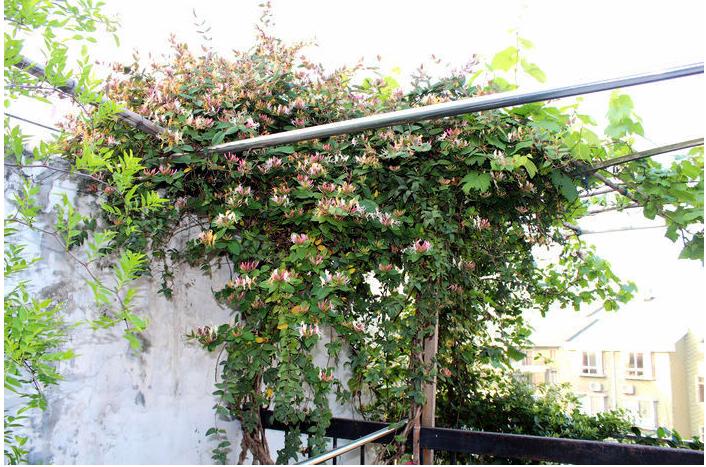 攀藤金银花树苗盆栽爬藤类植物阳台庭院绿植盆景四季常青观赏花卉