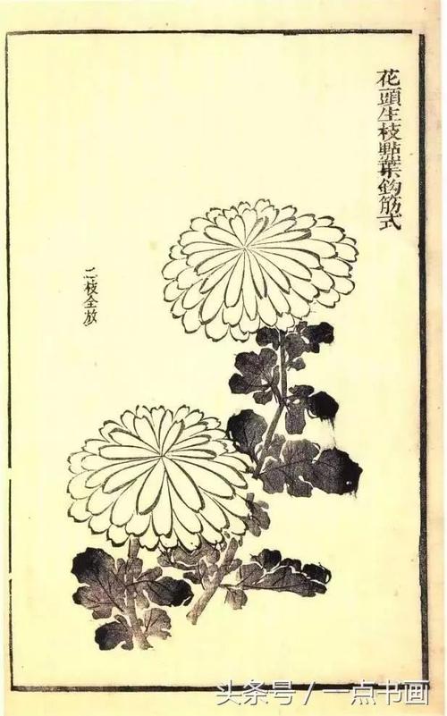 经典分享 丨《芥子园画谱》——菊谱