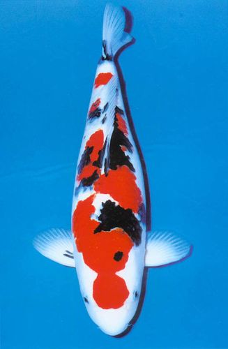 昭和三色锦鲤