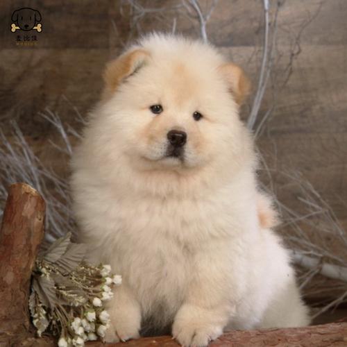 麦比佳宠物狗狗活体松狮犬幼犬活体纯种双血统肉嘴面包蓝舌头松狮狗大