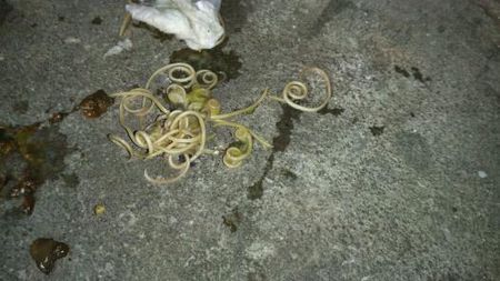 狗吃过虫药呕吐出蛔虫拉大便也有蛔虫怎么回事啊