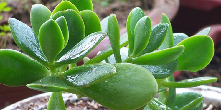 燕子掌有毒吗 燕子掌的养殖方法