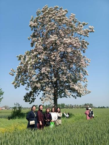 楸树之乡 高集之美