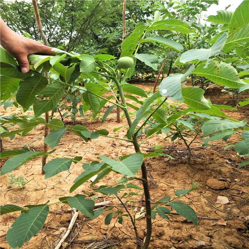 种植香玲嫁接核桃树 产量高的元丰核桃树 现挖现卖 8518核桃树