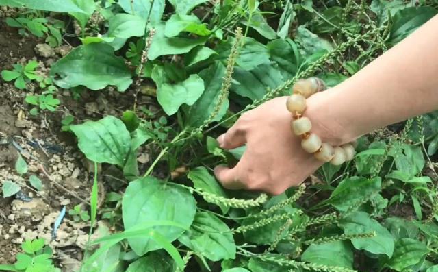 农村常见的一种中草药车前草,药用价值非常高,还可作为蔬菜食用