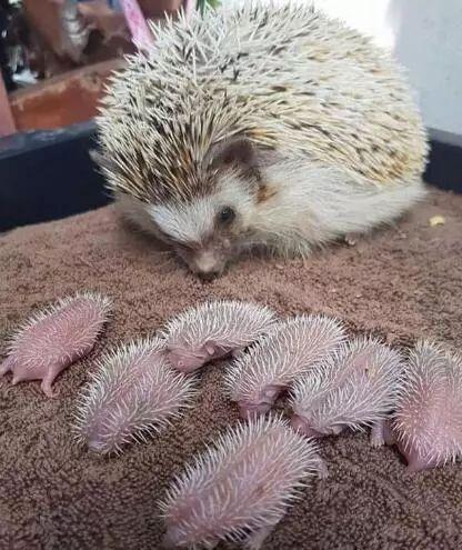 一窝小刺猬和妈妈,简直是组团萌翻我们.