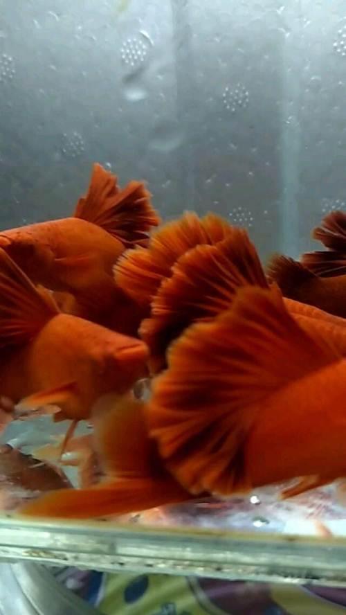 菊花帆红箭鱼自家繁殖