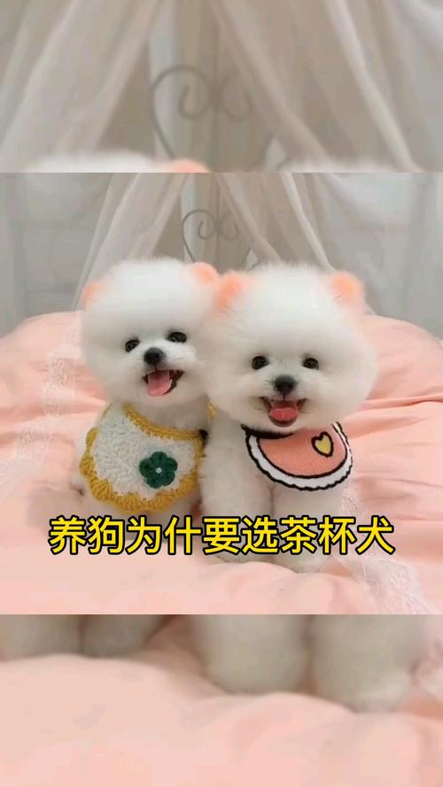 萌宠博美宝宝你说为什么要选茶杯犬