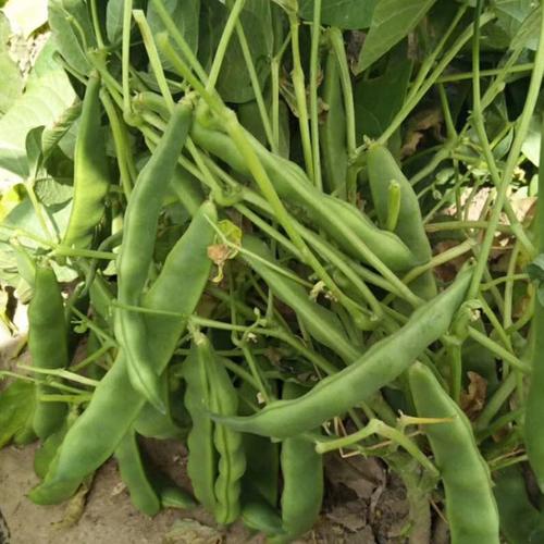 四季东北油豆种子不搭架架豆豆角种籽蔬菜菜种家庭
