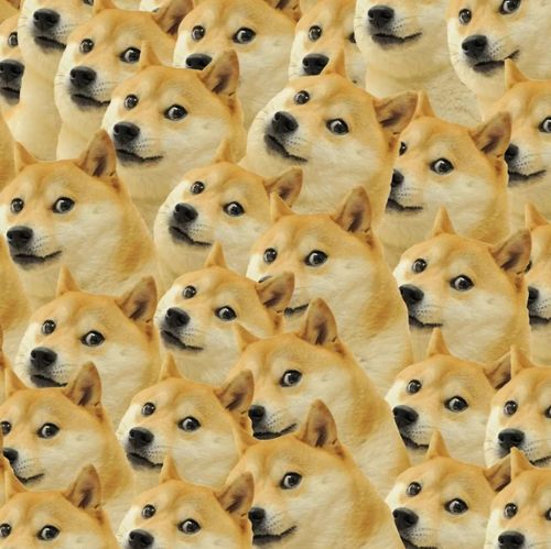 神烦狗doge的真实姓名叫kabosu,本来是只遗弃狗,被善良的幼儿园老师