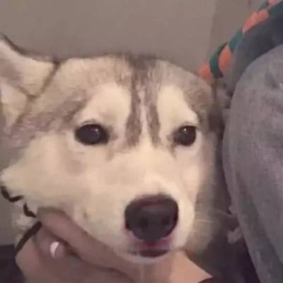 情侣头像动物可爱一组