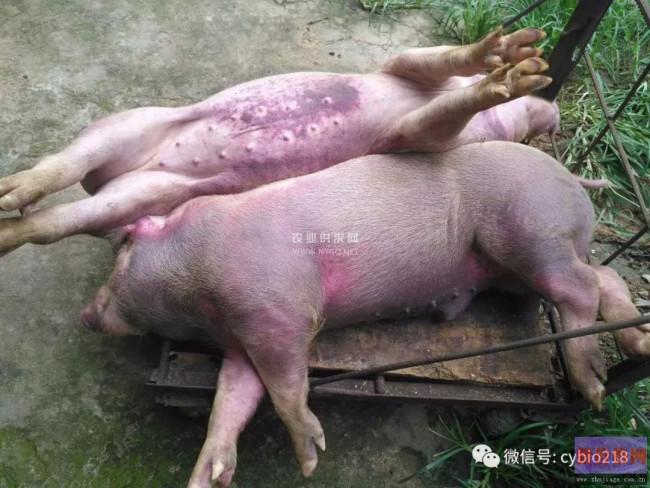 猪丹毒与非瘟的临床快速分辨