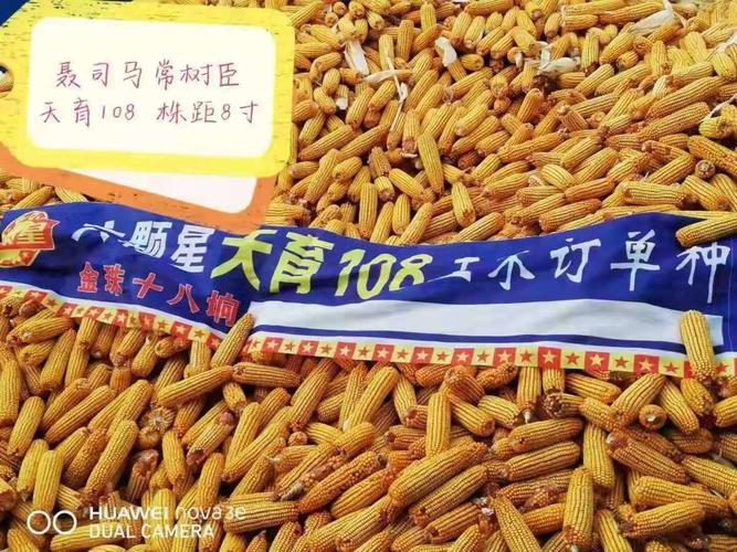 2019东北最火爆玉米品种 天育108