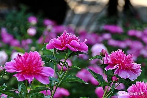 又是一个芍药花开的季节,到兴庆公园邂逅"五月花神"