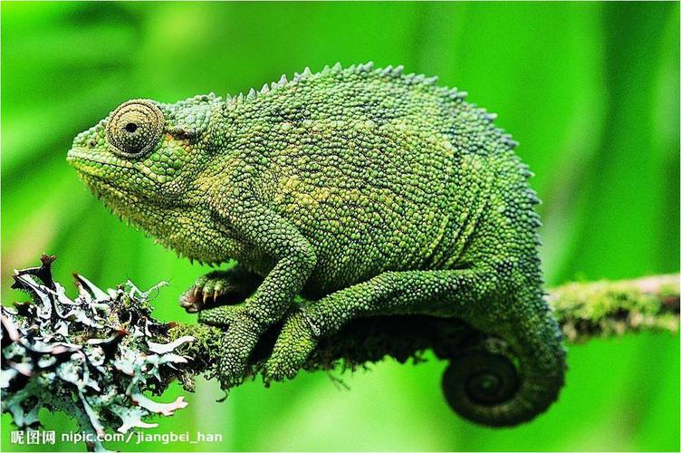 这个图片上的小动物叫什么名字