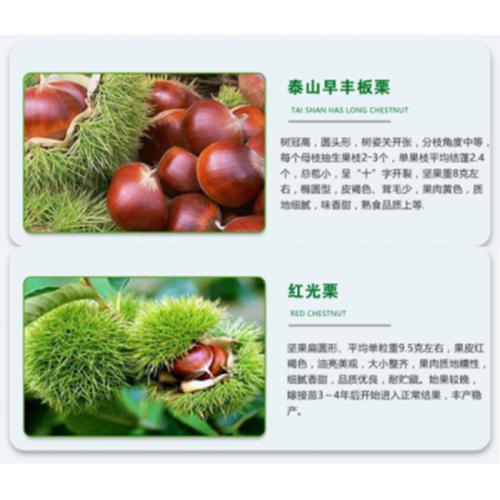 大红袍板栗苗 嫁接新品种板栗苗 大红袍板栗苗木