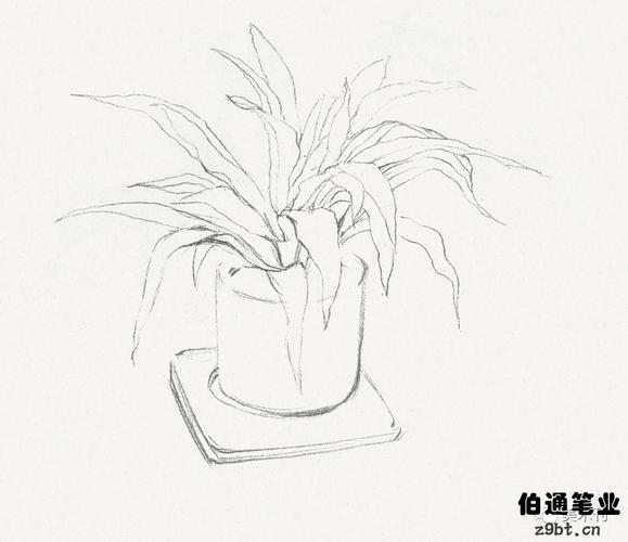 金边吊兰的彩铅色卡