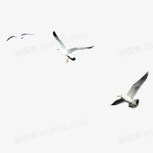 本设计作品为海鸥,格式为png,尺寸为567x567,下载后直接使用,下载海鸥