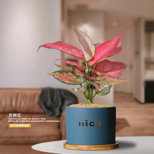 吉利红竹芋盆栽植物室内四季好养红如意花卉办公桌面彩叶如意绿植