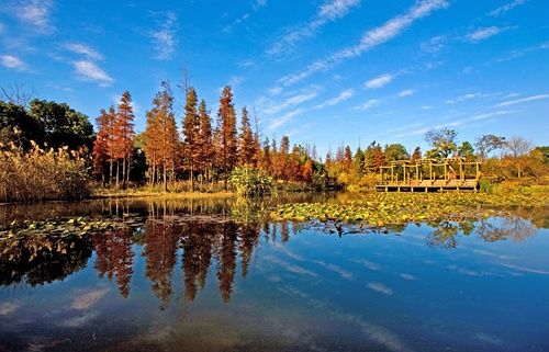 上海滨江森林公园