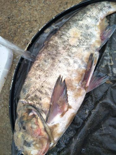 这是刚进3天的鱼就这样了请问是水霉吗我的塘水是这边进那边出的