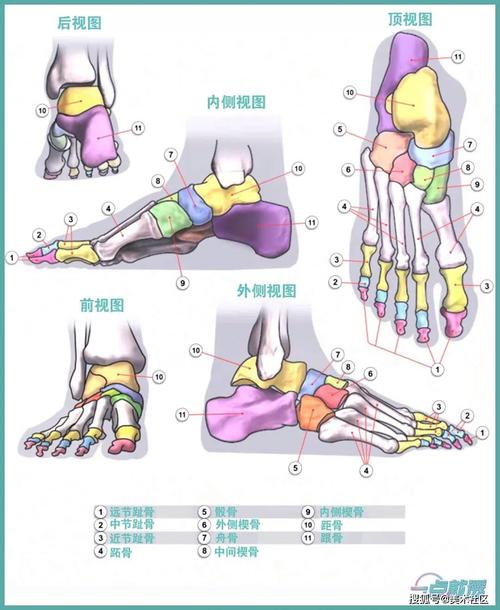 人艺美术速写教程脚的肌肉与骨骼