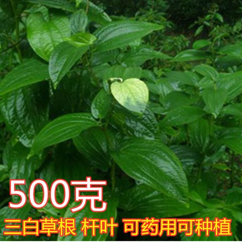 三百草中药材野生天性草根三白草根白莲藕苗一白二百 - 遂宁草药先生