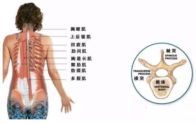练瑜伽呼吸不够饱满胸椎灵活你的气就顺了