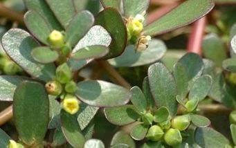 止痒草药偏方有哪些 有效的止痒方法