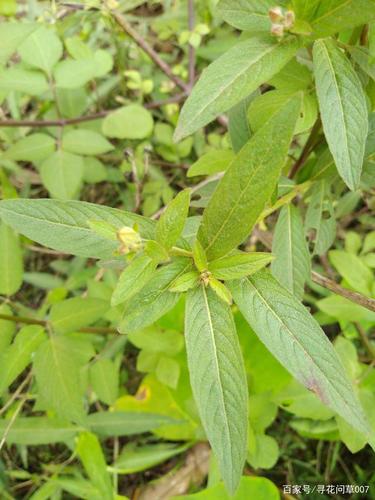 图4.扫锅草的叶子,披针形