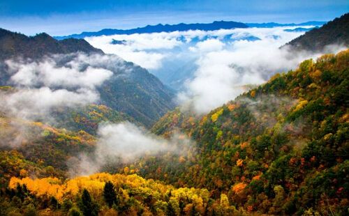 城口大巴山麓彩叶林_重庆周边赏红叶好去处