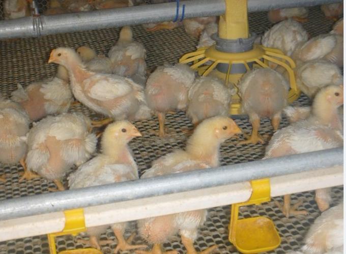 20日龄小鸡照片