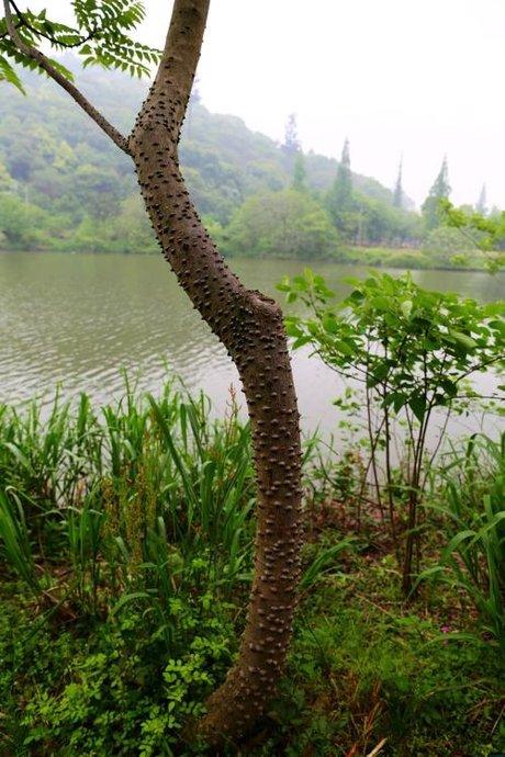 相关搜索 树干上有刺的树图片 揪树图片 赤松树图片 梨树图片大全 柑