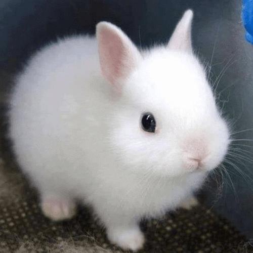 兔子有哪些品种|迷你垂耳兔|荷兰侏儒兔|荷兰垂耳兔