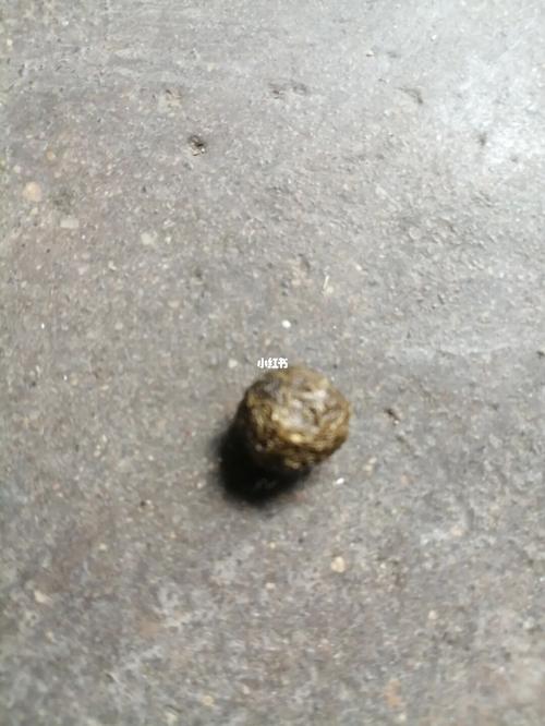 这样的便便算不算好的_兔子_相机_宠物_宠物其他