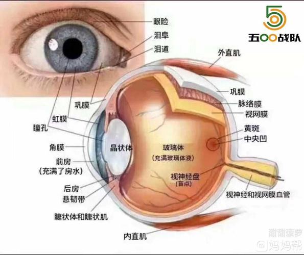 什么是视神经萎缩