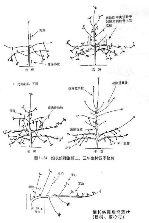 剪刀手,教你剪出"细长纺锤形"