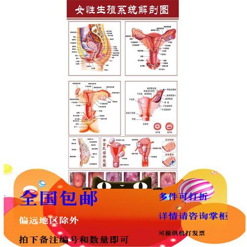 医院医学挂图女性生殖系统解剖图海报《子宫图解》写真挂图展板