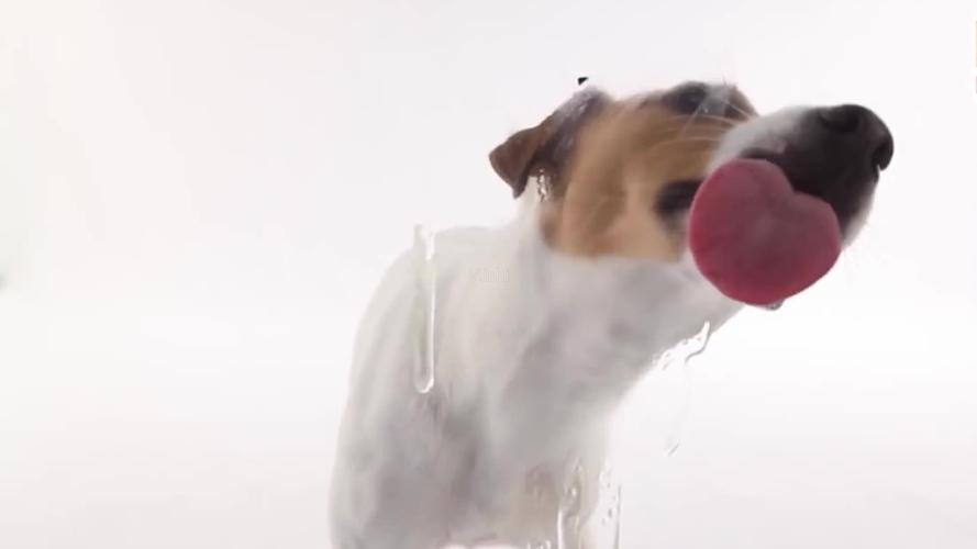 狗舔玻璃,狗舔手机屏幕,狗舔电脑屏幕_1920x1080_高清